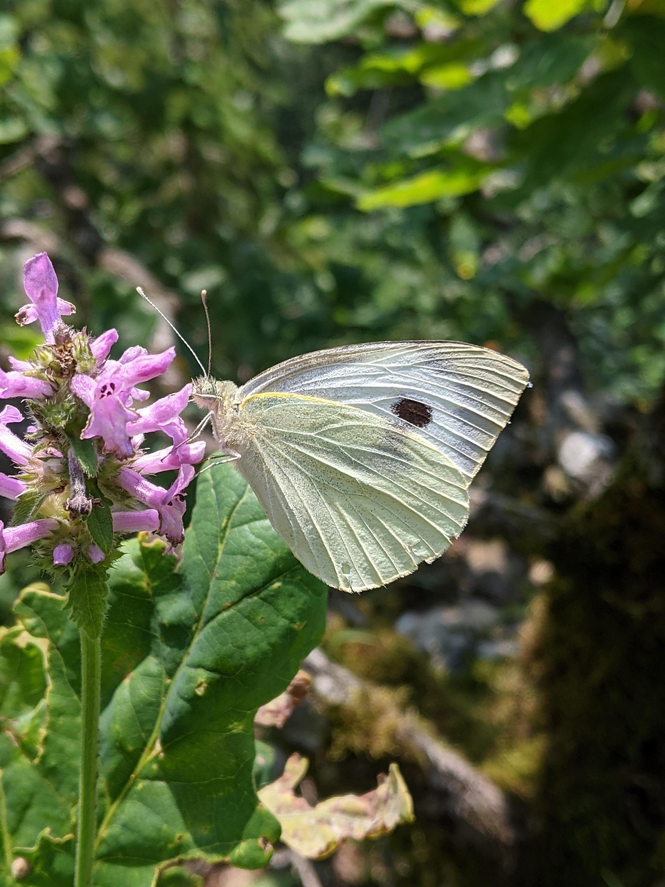 Butterfly Flower Pollinate Free photo on Pixabay Pixabay
