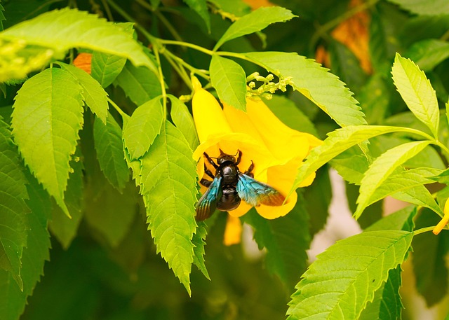 Free Bee Insect photo and picture