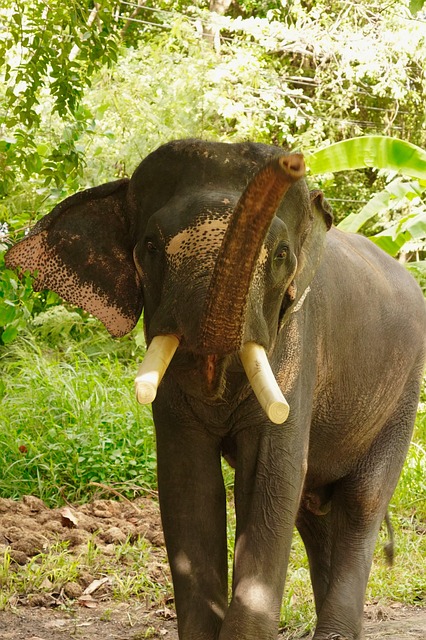 Free Elephant Jungle photo and picture