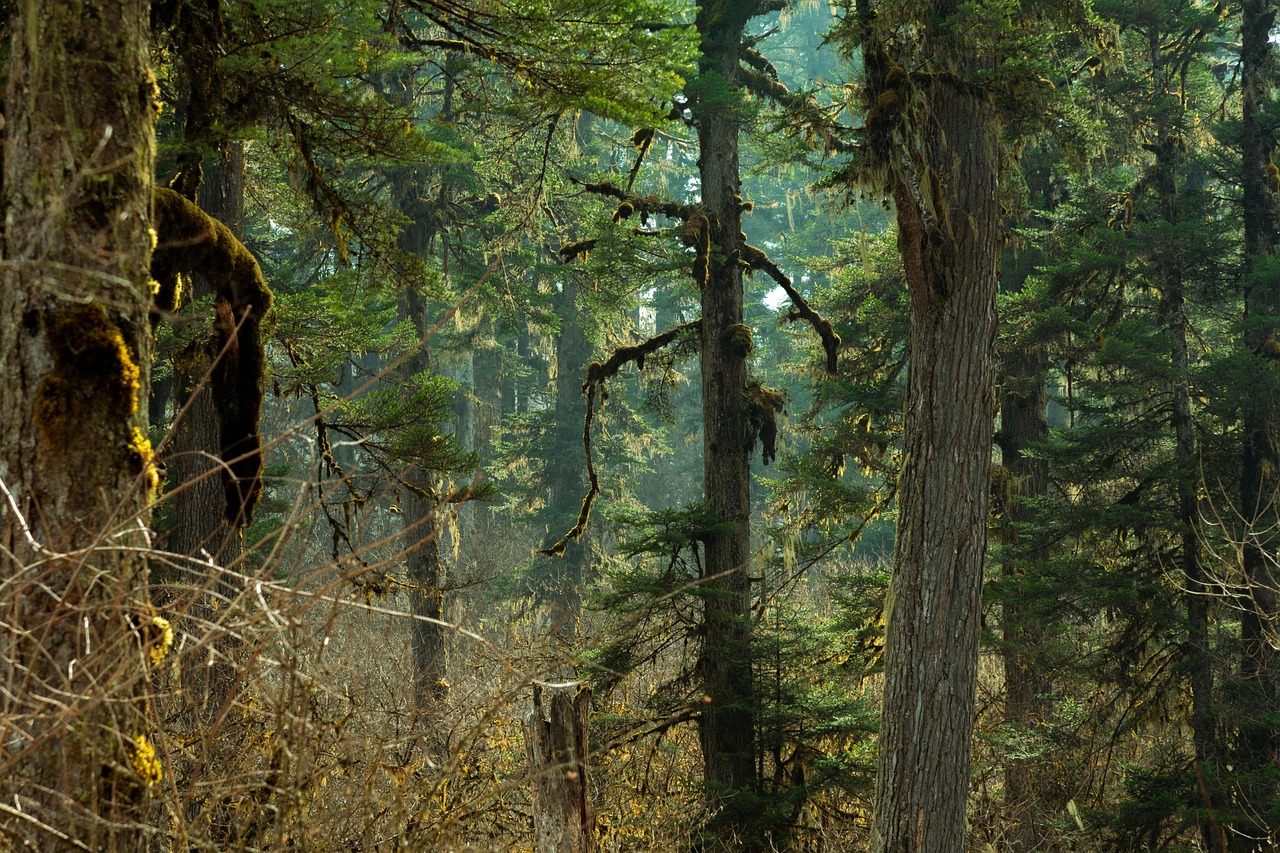 Forest - free online jigsaw puzzle photo