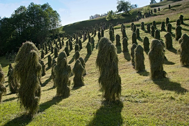 Free Hay Harvest photo and picture