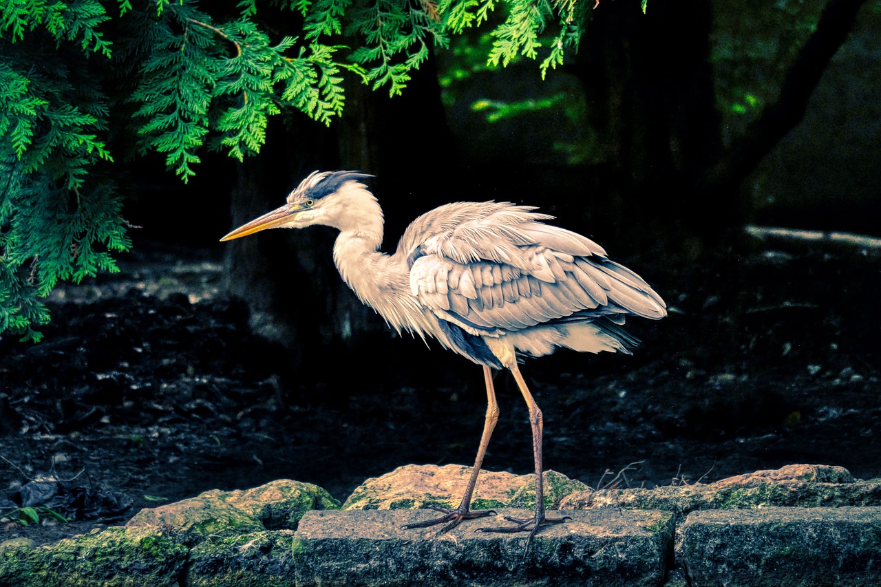 サギ 水鳥 鳥 - Pixabayの無料写真 - Pixabay