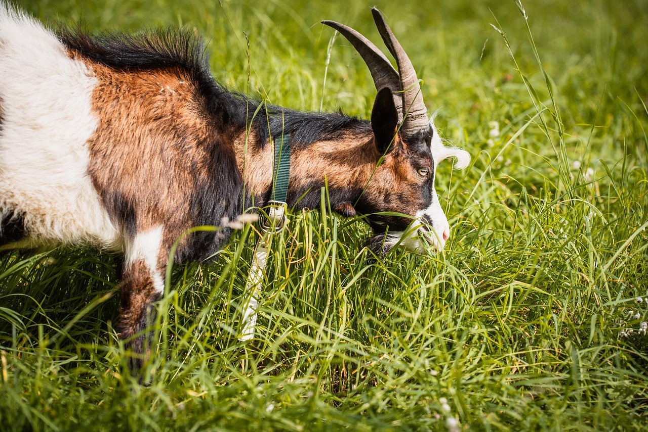 Kambing Bandot Tanduk Ternak - Foto gratis di Pixabay - Pixabay