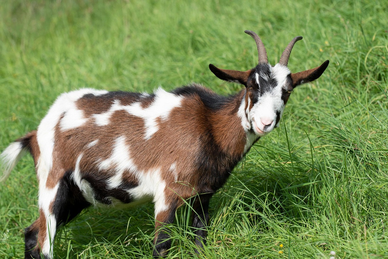 Goat Billy Horns - Free photo on Pixabay - Pixabay