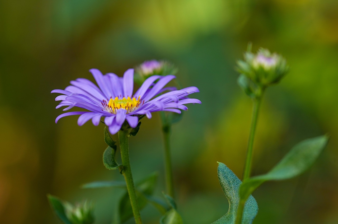 https://cdn.pixabay.com/photo/2021/08/24/18/24/aster-6571381_1280.jpg