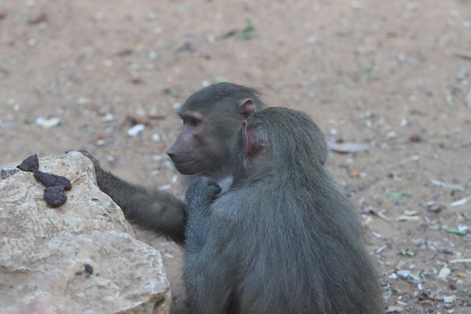 Monkeys Primate Ape Free photo on Pixabay Pixabay