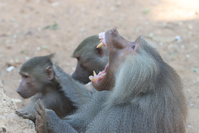 Free Baboons Animals photo and picture