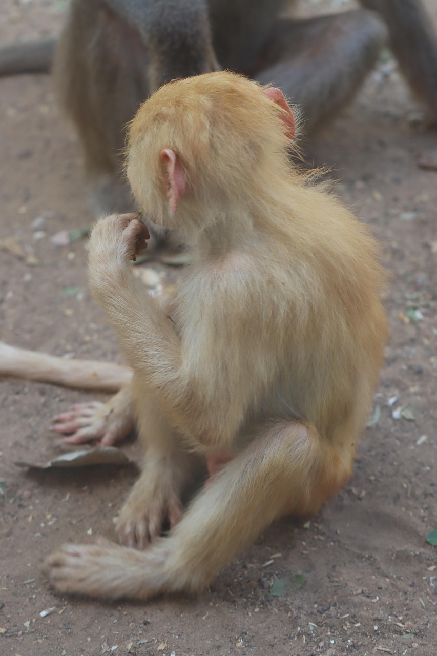 Monkeys Primate Ape Free photo on Pixabay Pixabay