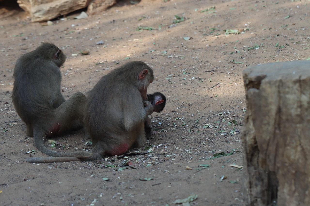 Monkeys Primate Ape Free photo on Pixabay Pixabay