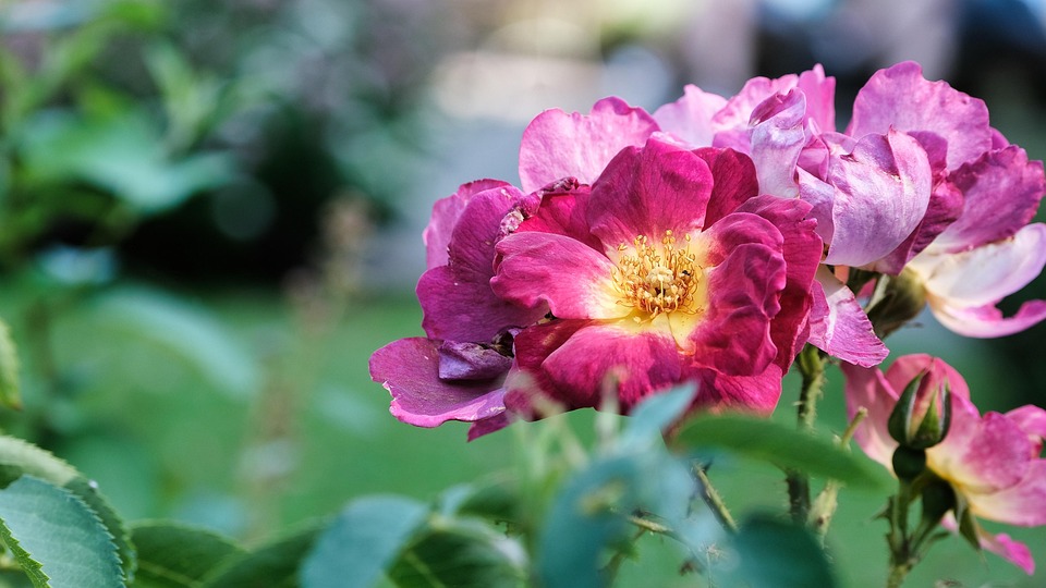 What Are Ground Roses Ground Roses Flowers Garden - Free photo on Pixabay - Pixabay