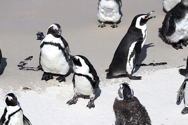 Free Cape Penguin Penguin photo and picture
