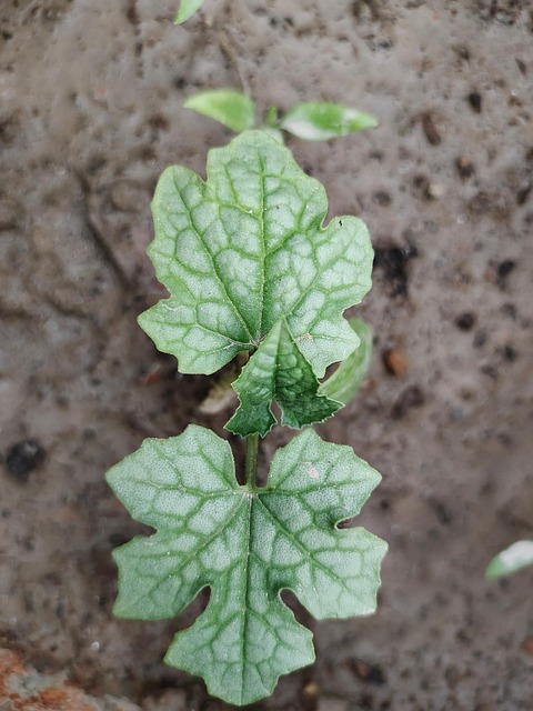 Free Ridge Gourd photo and picture