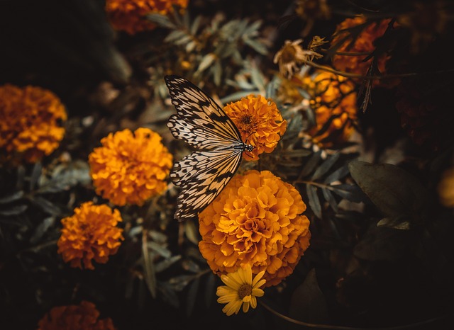 Free Butterfly Flower Wallpaper photo and picture