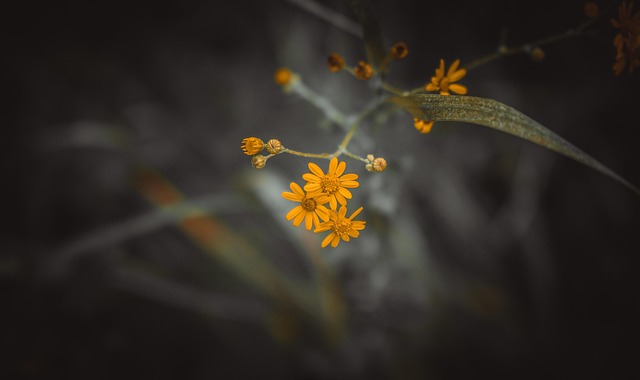 Free Flowers Beautiful Flowers photo and picture