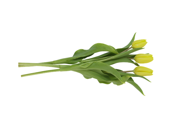Tulpen, Blumen, Gelbe Tulpen