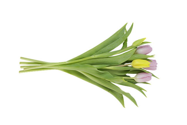 Free tulips flowers tulip bloom illustration