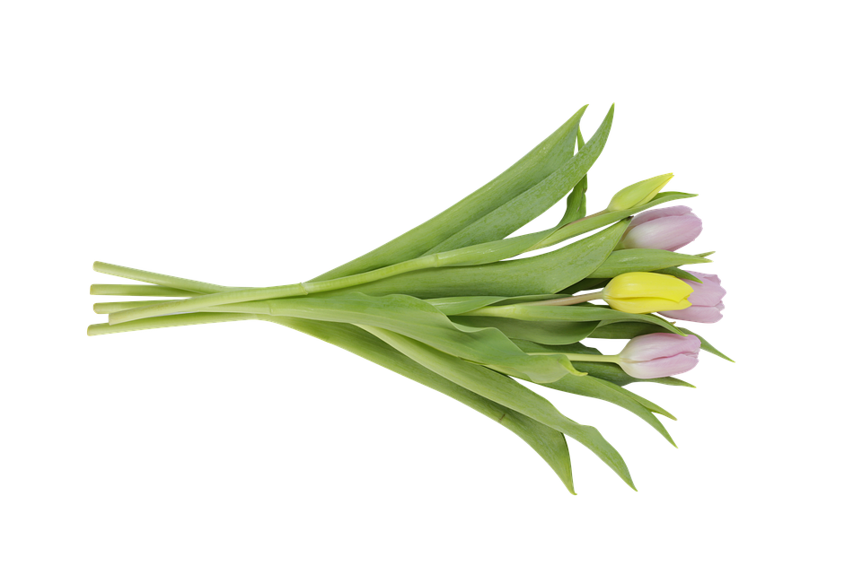 Download Tulips, Flowers, Tulip Bloom. RoyaltyFree Stock Illustration