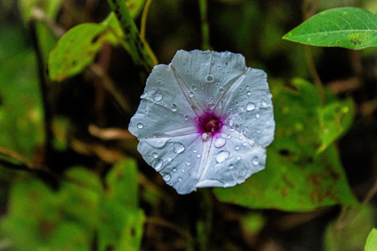 Fleurs De Printemps Le - Photo gratuite sur
