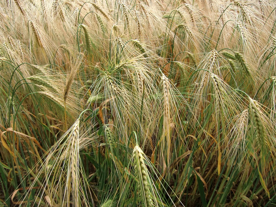 Grain Blé Domaine - Photo gratuite sur Pixabay - Pixabay