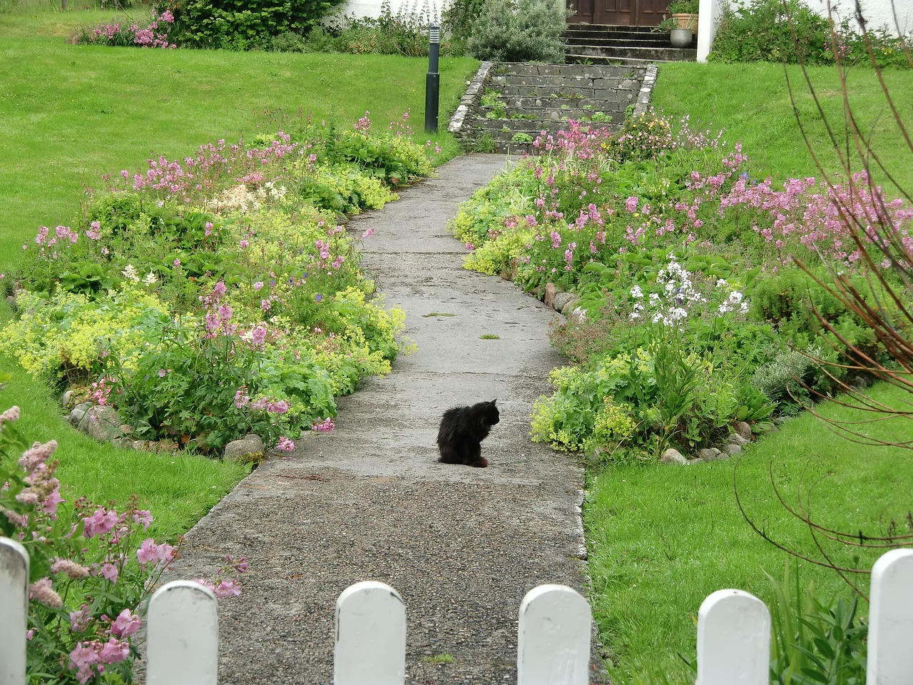 Cat Garden Fence Domestic - Free photo on Pixabay - Pixabay
