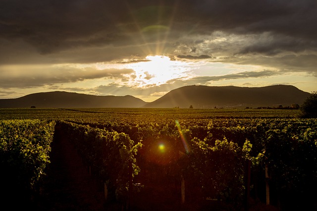 Vinmarker, Felt, Solnedgang, Silhuet