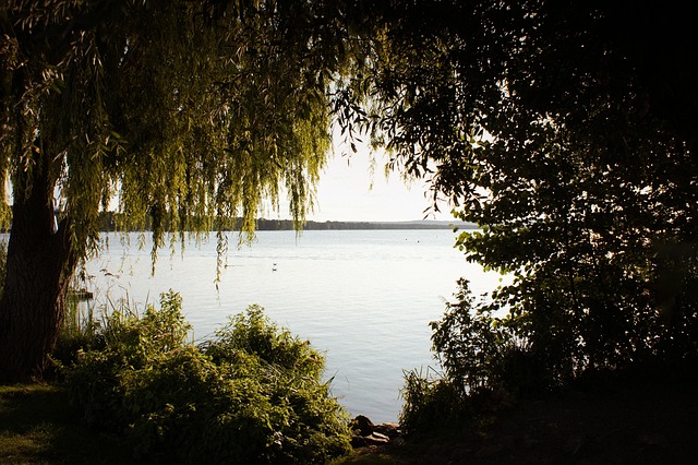Free Forest Trees photo and picture