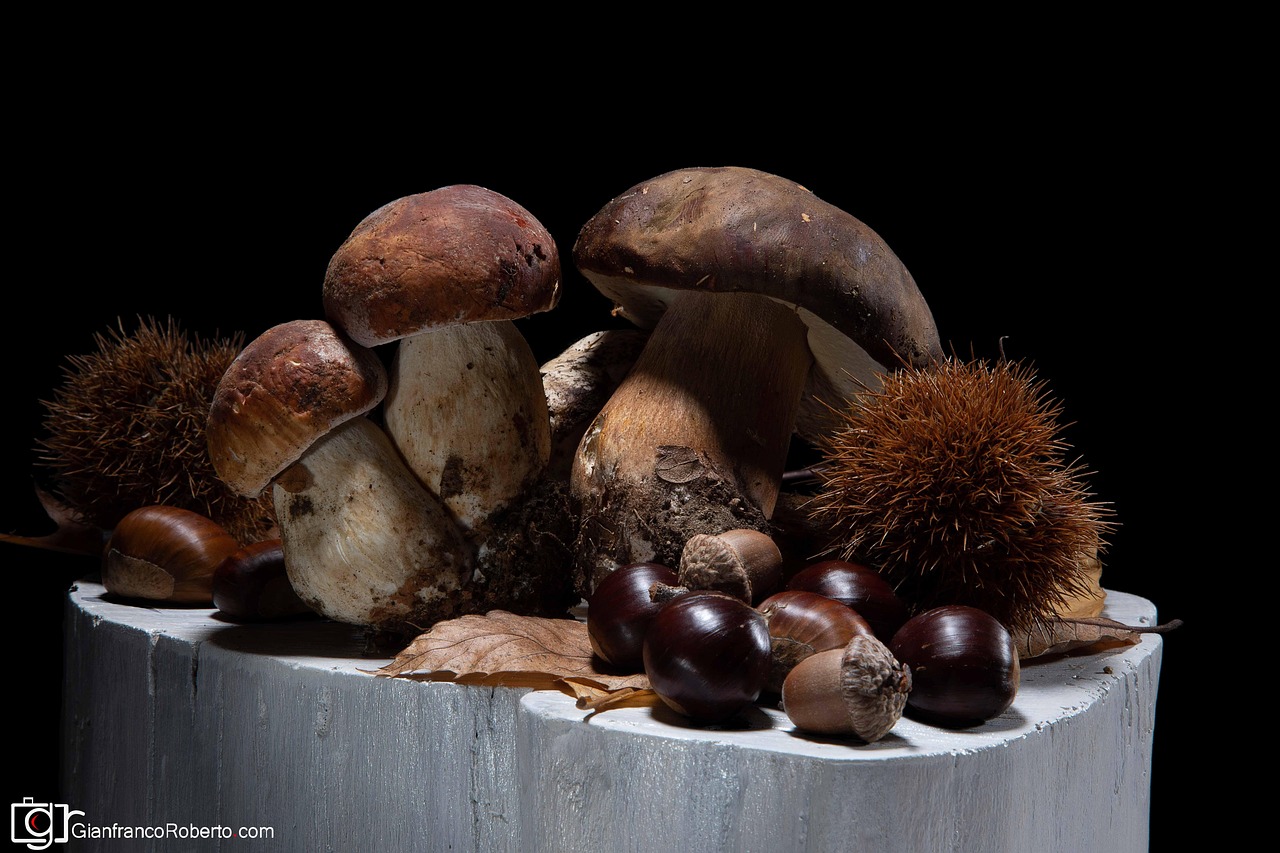 Stillleben Kastanien Steinpilze - Kostenloses Foto auf Pixabay - Pixabay Stillleben Kastanien Steinpilze - Kostenloses Foto auf Pixabay - Pixabay