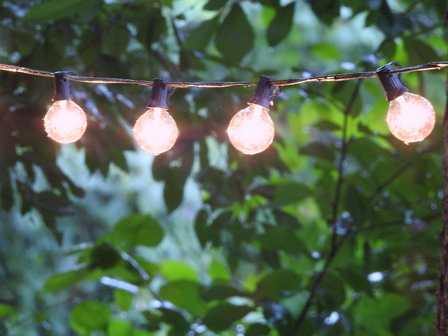 Bombilla, Hojas, Naturaleza, Jardín