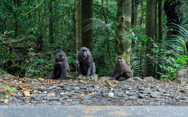 Affe, Tier, Säugetier, Primas, Tierwelt