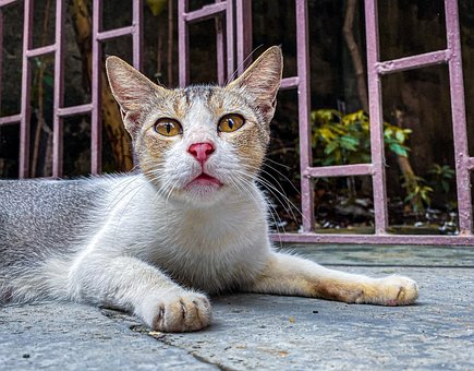 Gato, Animal, Gatito, Adorable, Mascota