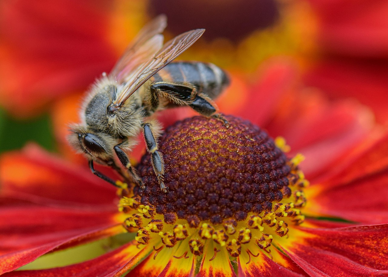 Flower - free online jigsaw puzzle photo