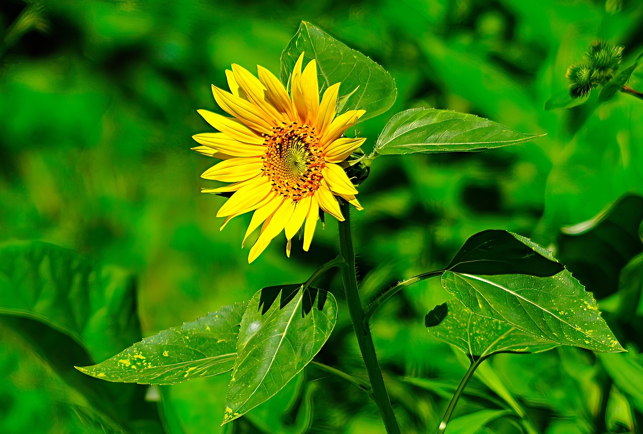 Sunflower Flower Yellow - Free photo on Pixabay - Pixabay