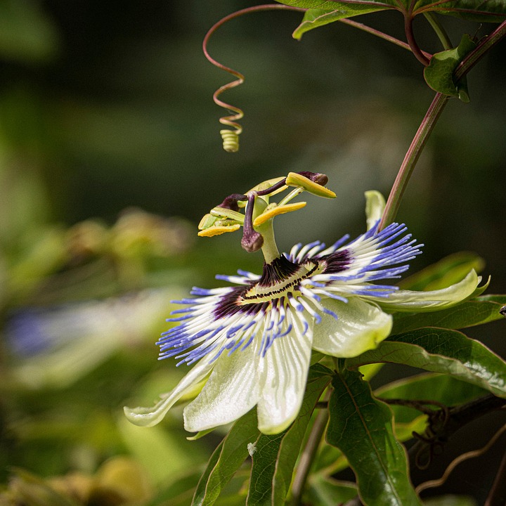 Fleur De La Passion Fleurir - Photo gratuite sur Pixabay