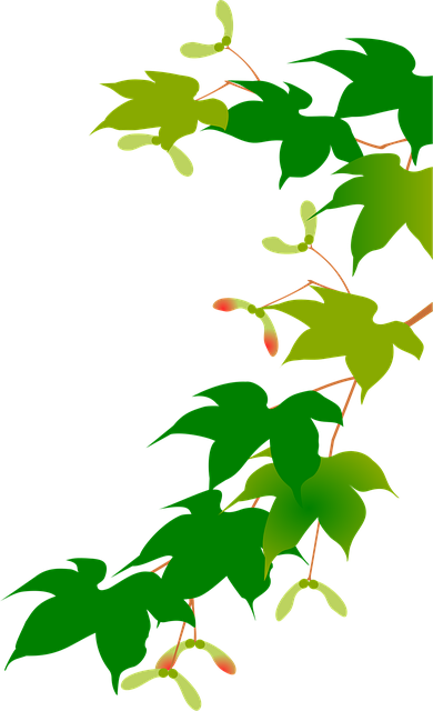 Free Maple Tree Plant vector and picture