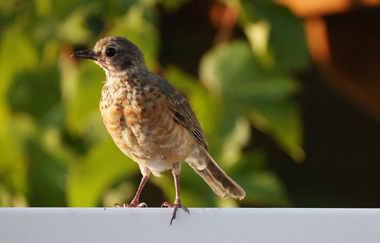 Free Bird Robin photo and picture