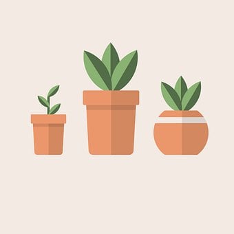 Planta, Botánica, Crecimiento