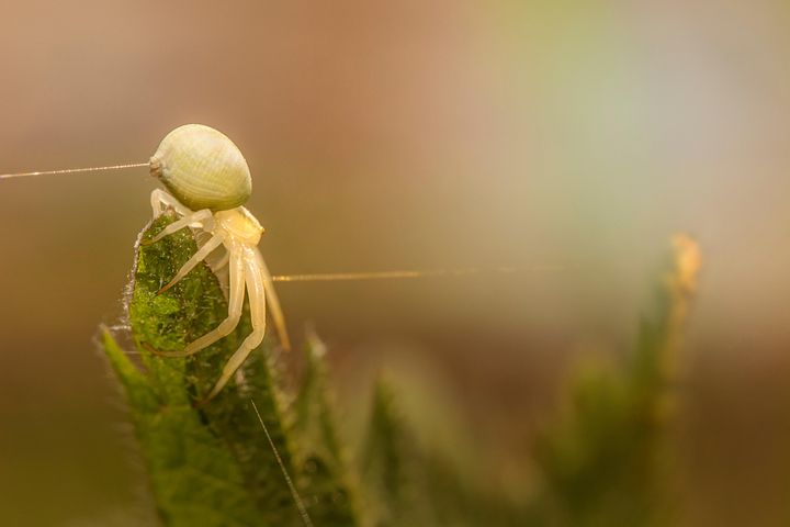 超过50 张关于 Flower Crab Spider 和 蜘蛛 的免费图片