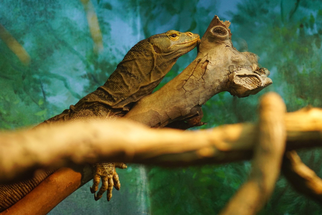 Free Gray'S Monitor Monitor Lizard photo and picture
