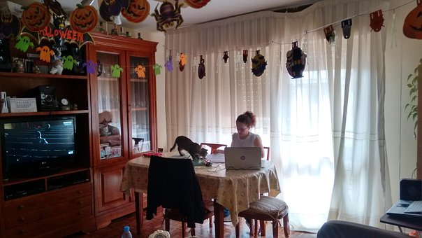 Free Estudiar Gatito photo and picture