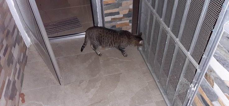 Free Gato Mascota photo and picture