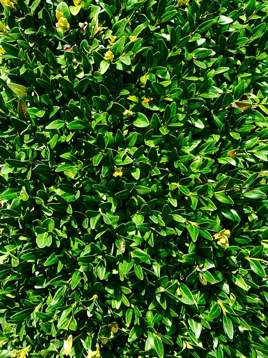 Texture Tanaman Leaves Grass Texture - Free photo on Pixabay
