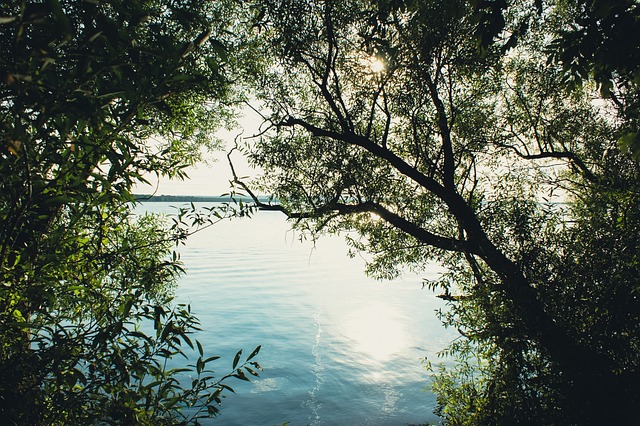 Free Forest Trees photo and picture