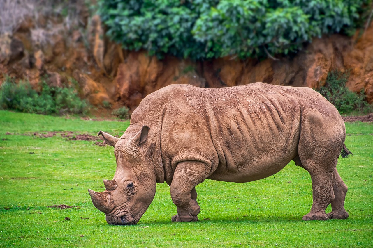 1 000 Free Rhino Rhinoceros Images Pixabay