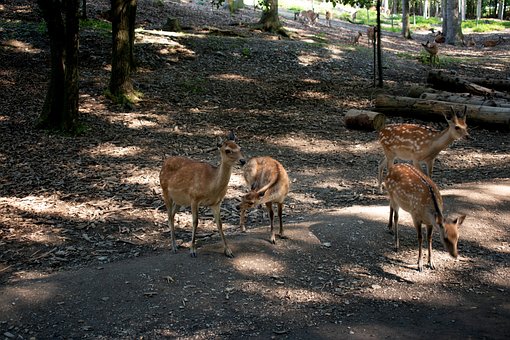 Free Nature Deer photo and picture