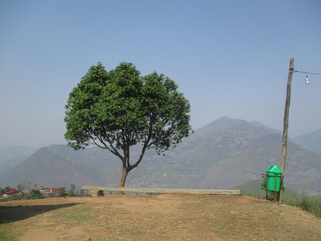 Free Tree Landscape photo and picture