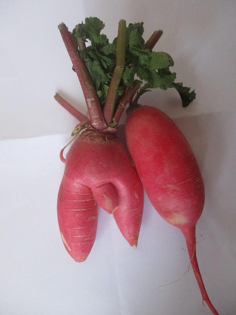 Free Radish Red Radish photo and picture