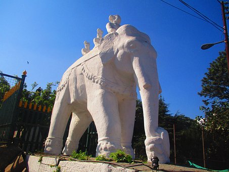 Free White Elephant Elephant photo and picture