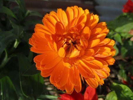 Free Flower Dahlia photo and picture