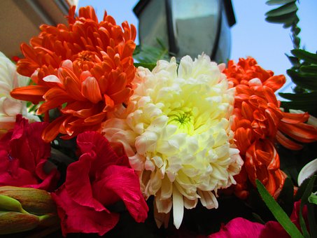 Free Flower White Flower photo and picture
