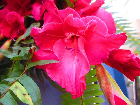 Free Flowers Nature photo and picture